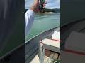 KOKANEE SALMON BULLARDS BAR FISHING REPORT