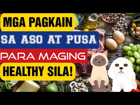 Video: Mayroon Bang Karne Sa Tuyong Pagkain Para Sa Mga Aso At Pusa?