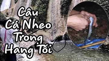 CÂU CÁ NHEO TRONG HANG TỐI | Câu Cá Suối