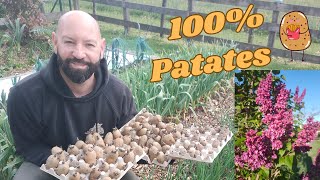 Comment planter la patate.(culture facile)