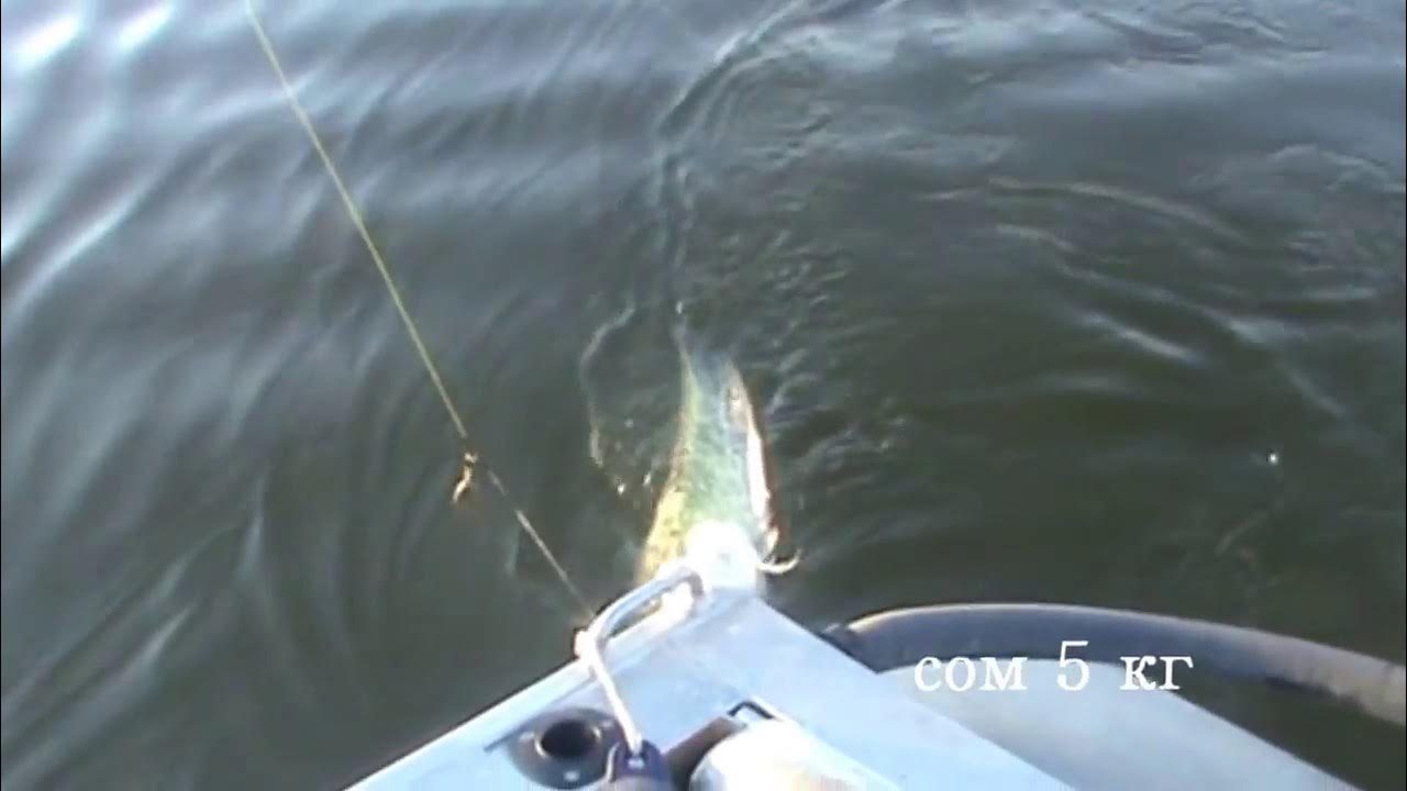 Сом на перемет волга. Осетр в пруду. Перемет на сома. Рыболовная снасть перемет. Перемет на сома.