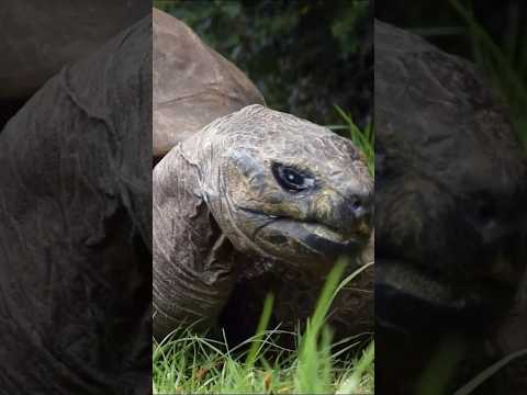 Jonathan the tortoise is the world’s oldest animal at the age of 191 🥰