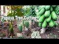 (1) #Papaya #Papaya_Tree_Cutting #Fruits