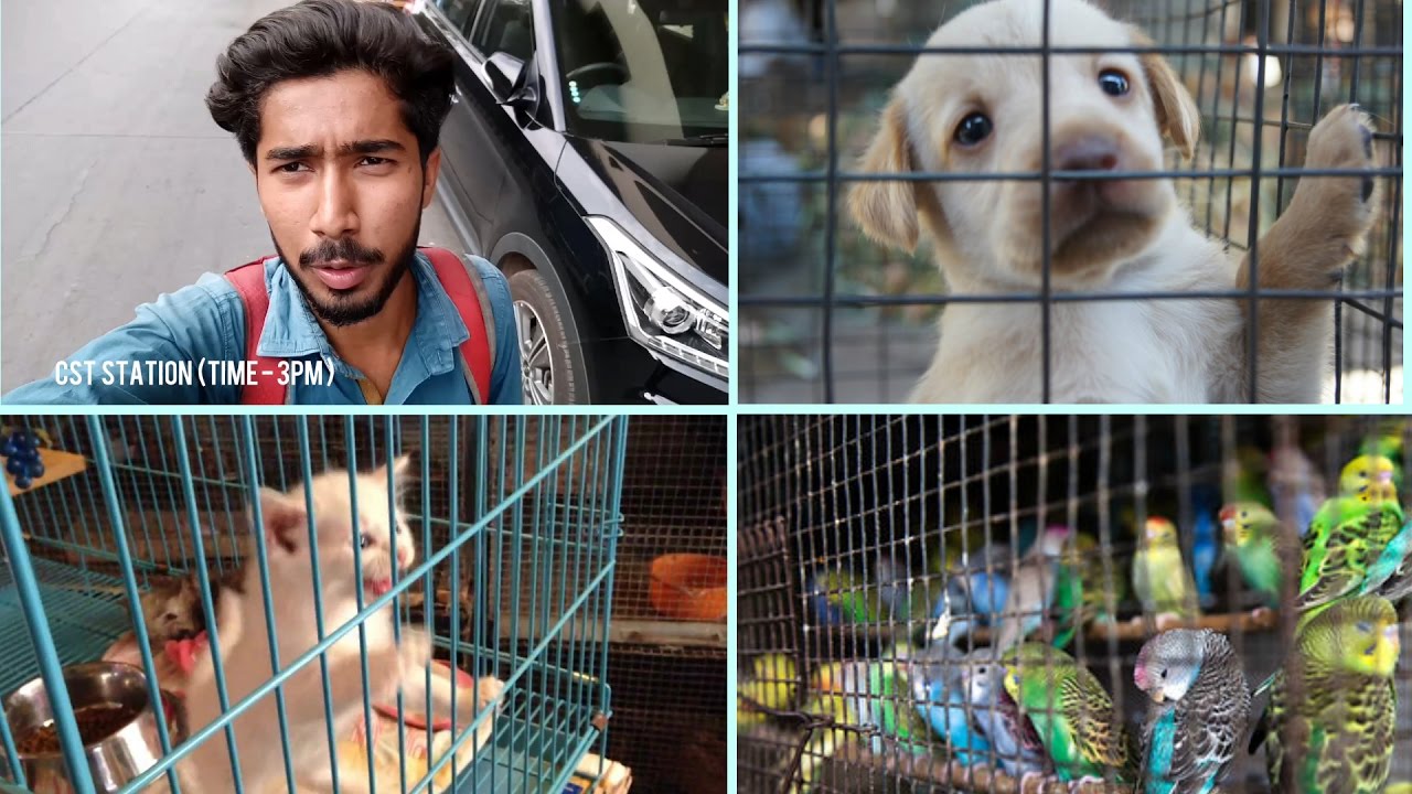 crawford market dog prices