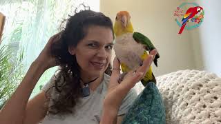 #Caique #Parrot: Diff Between Good Ones & Bad Ones  #parrot_bliss #exoticbirds #parrotlover