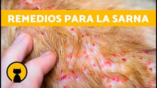 10 REMEDIOS CASEROS para la SARNA en GATOS ✅