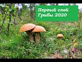 Грибы-2020.Первый слой грибов.ПОДОСИНОВИКИ ,ПОДБЕРЕЗОВИКИ.