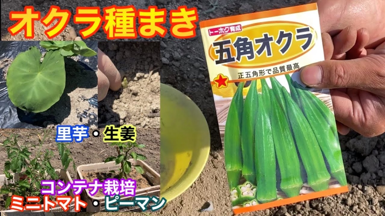 【コンテナ栽培】ミニトマト・ピーマン※芽かき・仕立て方・支柱立てのやり方！【1㎡の野菜作り】※生姜マルチ栽培発芽！里芋マルチ有無の違いは！？オクラ種まき(直播き)Making vegetables
