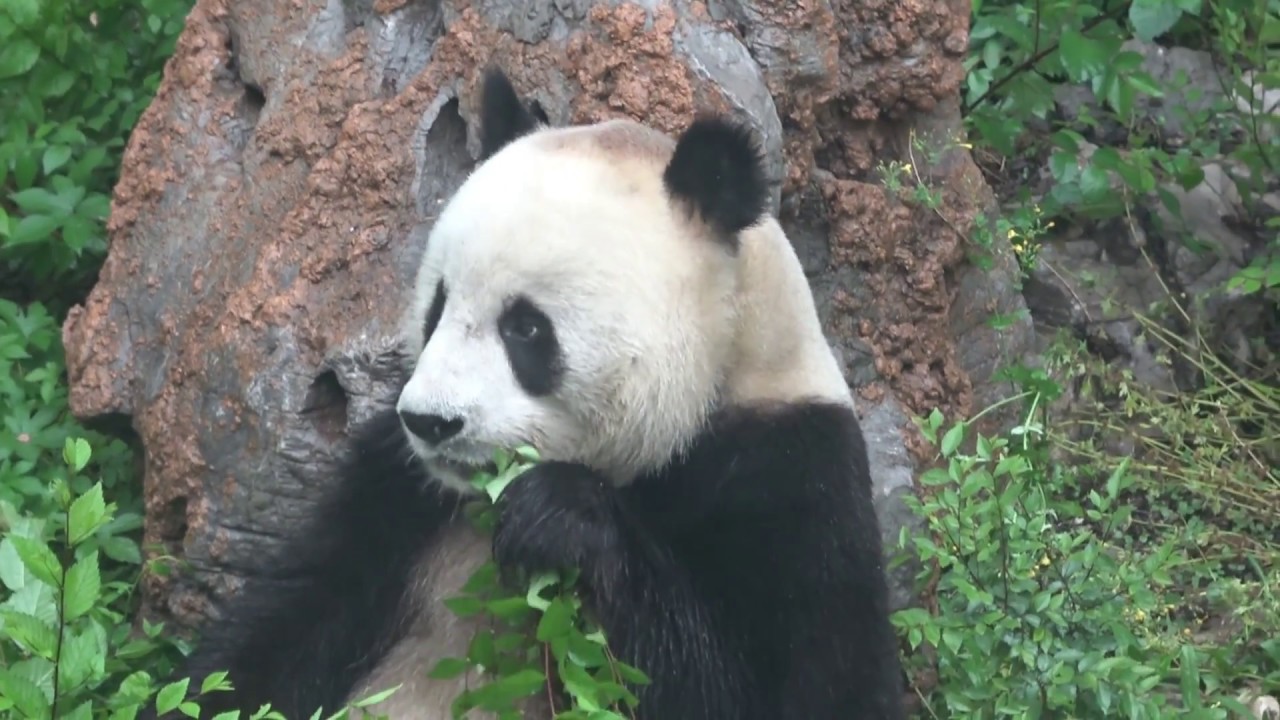 Trip a Deal China Beijing Zoo Pandas 21 May 2018 YouTube Trip a Deal China Beijing Zoo Pandas 21 May 2018 YouTube