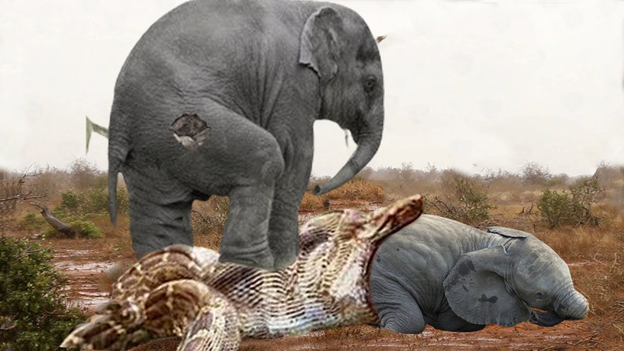 The Mother Elephant Tried To Save Her Baby Elephant From The Giant ...