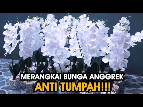 Video: Cara Menyimpan Buket Bunga Anggrek