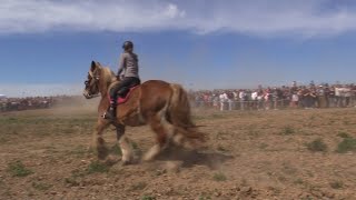 Hundreds Of Horses Including Draft Horses In Hakendovers Famous Gallop
