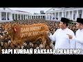 1098 SAPI KURBAN RAKSASA PRABOWO!? Deretan Sapi Kurban Prabowo Dibagikan Keseluruh Rakyat Indonesia