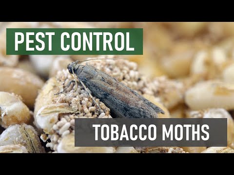 How to Get Rid of Tobacco Moths [And Other Pantry Pests!]