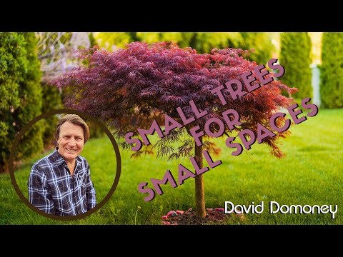 Top 10 Small Trees For Tiny Gardens David Domoney Top 10 Small Trees For Tiny Gardens, What Are The Best Trees For Small Gardens