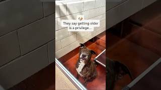 His Family Taught Him Everything, Except How To Live Without Them 💔 #shorts #senior #youtube #dog