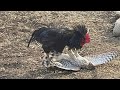 Galo em Ação... Galo Vs Falcão, Peru, Cão e até cavalo!