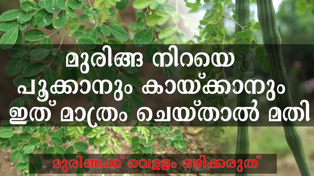 മുരിങ്ങ നിറയെ  പൂക്കാനും കായ്ക്കാനും ഇത് മാത്രം ചെയ്താൽ മതി/Drumstick Cultivation