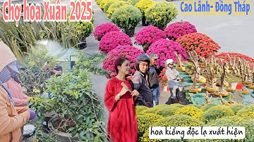Chợ hoa Xuân 2025 tại Cao Lãnh Đồng Tháp nhiều cây độc lạ xuất hiện