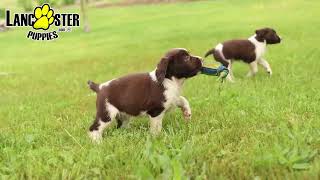 Outgoing English Springer Spaniel Puppies