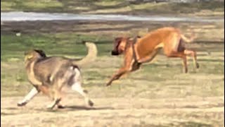 Rhodesian Ridgeback Peaches and friends mostly German Sheppards play at the dog park!