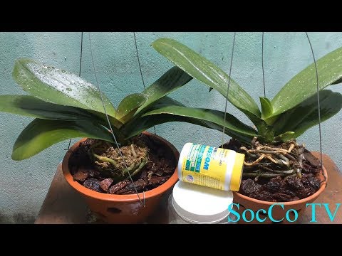 Cách Kích Lan Hồ Điệp Ra Hoa Hiệu Quả Nhất - Trồng Và Chăm Sóc Hồ Điệp Khỏe Mạnh Cho Người Mới