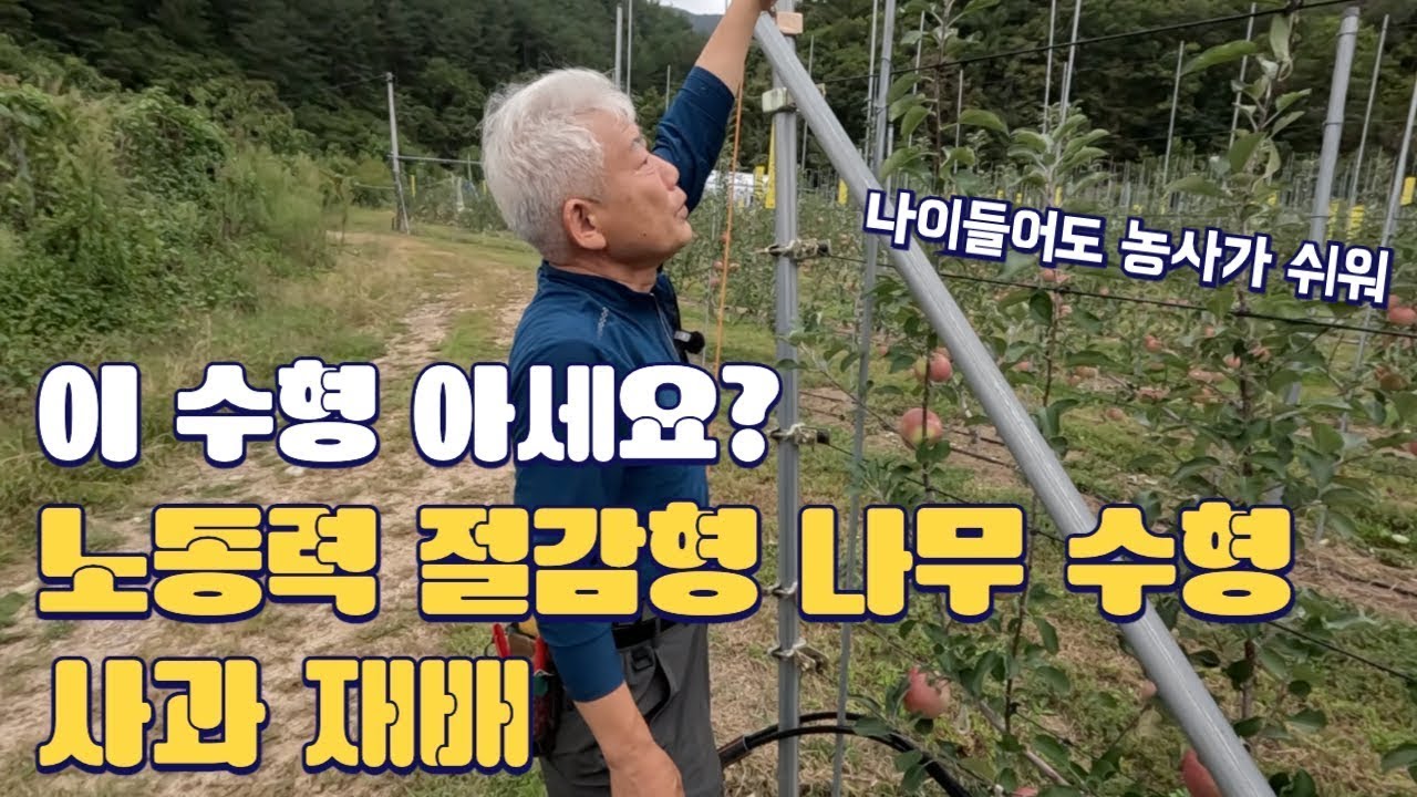 사과 재배 인건비를 생각한 나무 수형 개발!! 구욧!! 이축형이 대세!!
