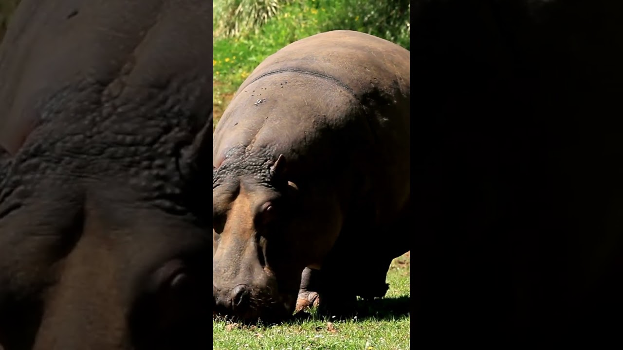 Spiritual Meaning of Hippopotamus In Dream in English  