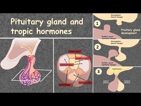 Video: Anus itches: symptoms, causes and treatment