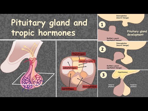 పిట్యూటరీ హార్మోన్లు: గ్రంధి మరియు ట్రోపిక్ హార్మోన్ల అవలోకనం