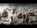 Samsung galaxy S4 FHD video - Birds feeding frenzy