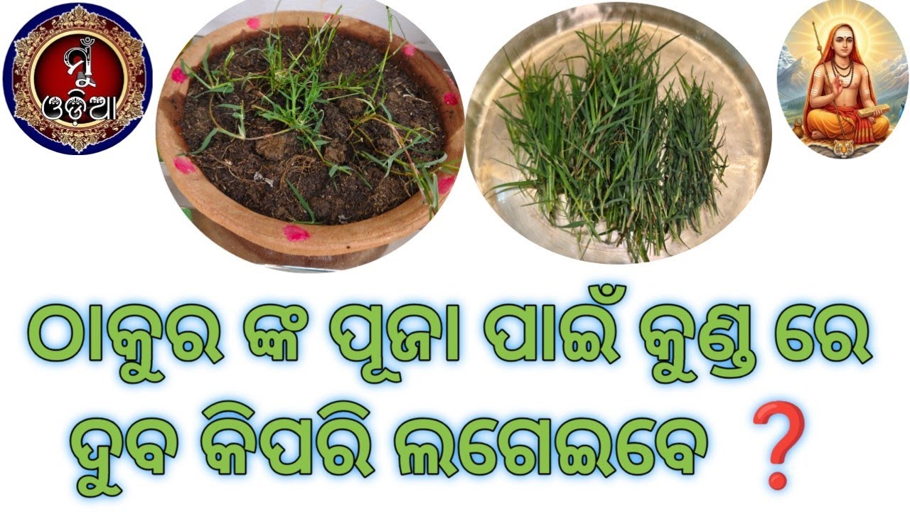 Durba // ପୂଜା ପାଇଁ ଦୁବ କିପରି ଲଗେଇବେ ଛାତ ଉପରେ ଫୁଲ କୁଣ୍ଡରେ @MuOdiaOriginal 