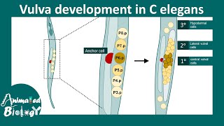 Vulva induction in C. elegans | Vulva development | Development biology