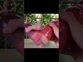Fresh juice