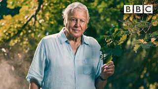 95 years in 95 seconds: David Attenborough turns 95 today. Happy Birthday ? BBC