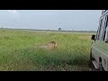 10 March 2024 Mnyama Chini Ya Tyre Ricciolino Tours And Safari Kenyanews Italy Italia 10 March 2024 Mnyama Chini Ya Tyre Ricciolino Tours And Safari Kenyanews Italy Italia