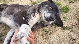 Homeless Dog Rescued Too Late... In Memory Of Toty | Howl Of A Dog