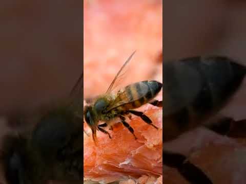 get water bee