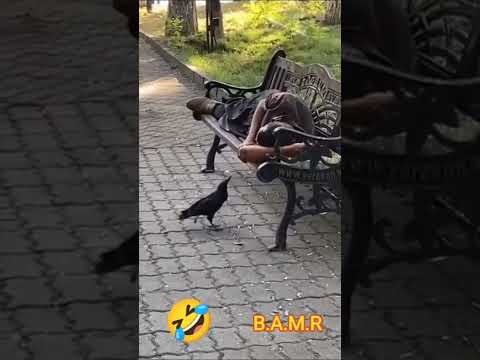 طائر الغراب يوقض رجل من النوم بطريقة مضحكة