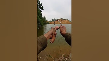 Bait Fishing super great 😱 #cauca #caucagiaitri #shorts