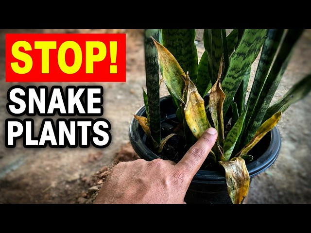 What are the Disadvantages of snake plants - YouTube