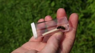 Maine Recruits ‘Worker Bees’ in Pollinator Study
