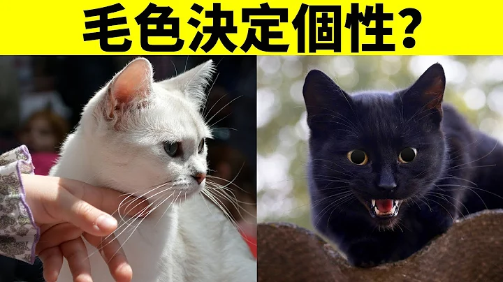 貓的毛色決定個性嗎？貓也不可貌相！ - 天天要聞