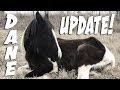 Update on Our Rescue Horse - Dane