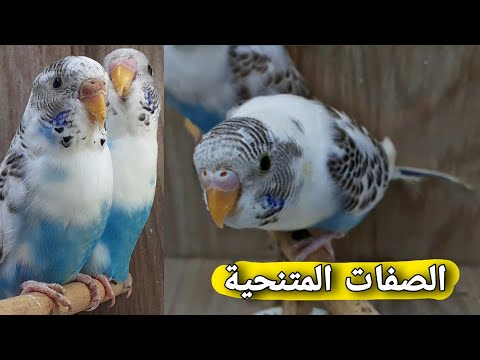 الظهور هي الصفة التي تمنع أخرى صفة من تسمى الصفة