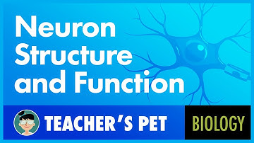 Neuron Structure and Function