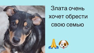 ЗЛАТА ХОЧЕТ ДОМОЙ! КРАСНОДАР И КРАЙ ЗЛАТА ХОЧЕТ ДОМОЙ! КРАСНОДАР И КРАЙ