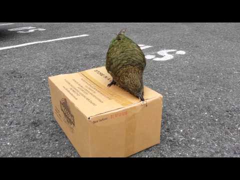 Cheeky Milford Sound Kea Needs Its Morning Coffee Cheeky Milford Sound Kea Needs Its Morning Coffee