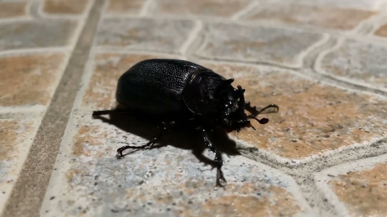 Rhinoceros Beetle crawling