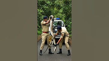 Monkey Wrapped by Massive Python